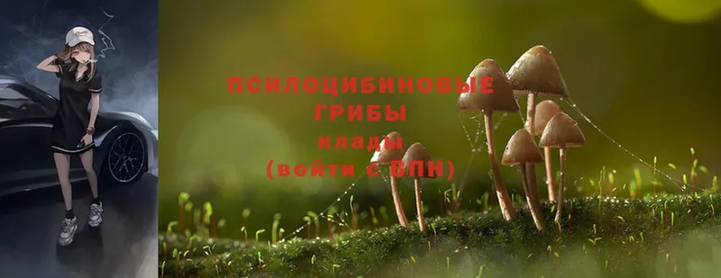 Псилоцибиновые грибы MAGIC MUSHROOMS  купить закладку  Верхний Тагил 